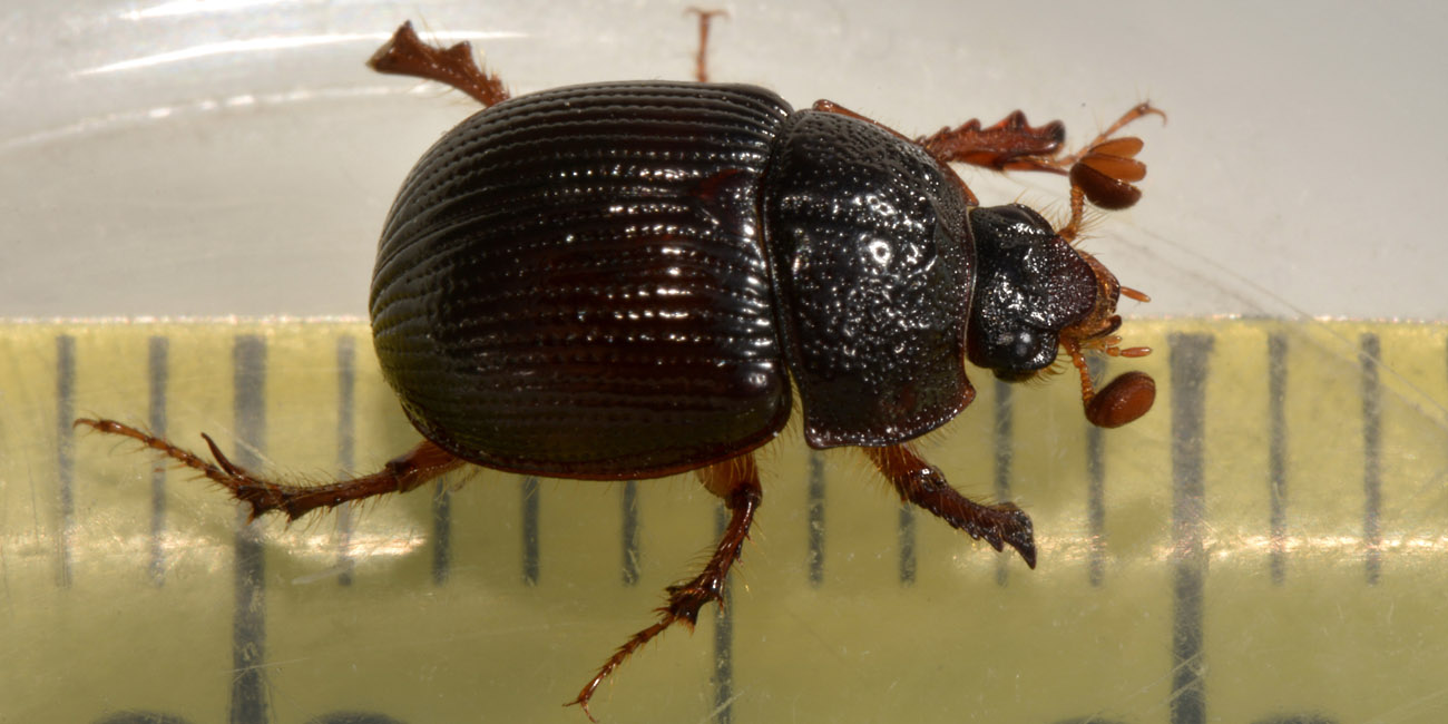 Odonteus armiger, femmina  (Geotrupidae)